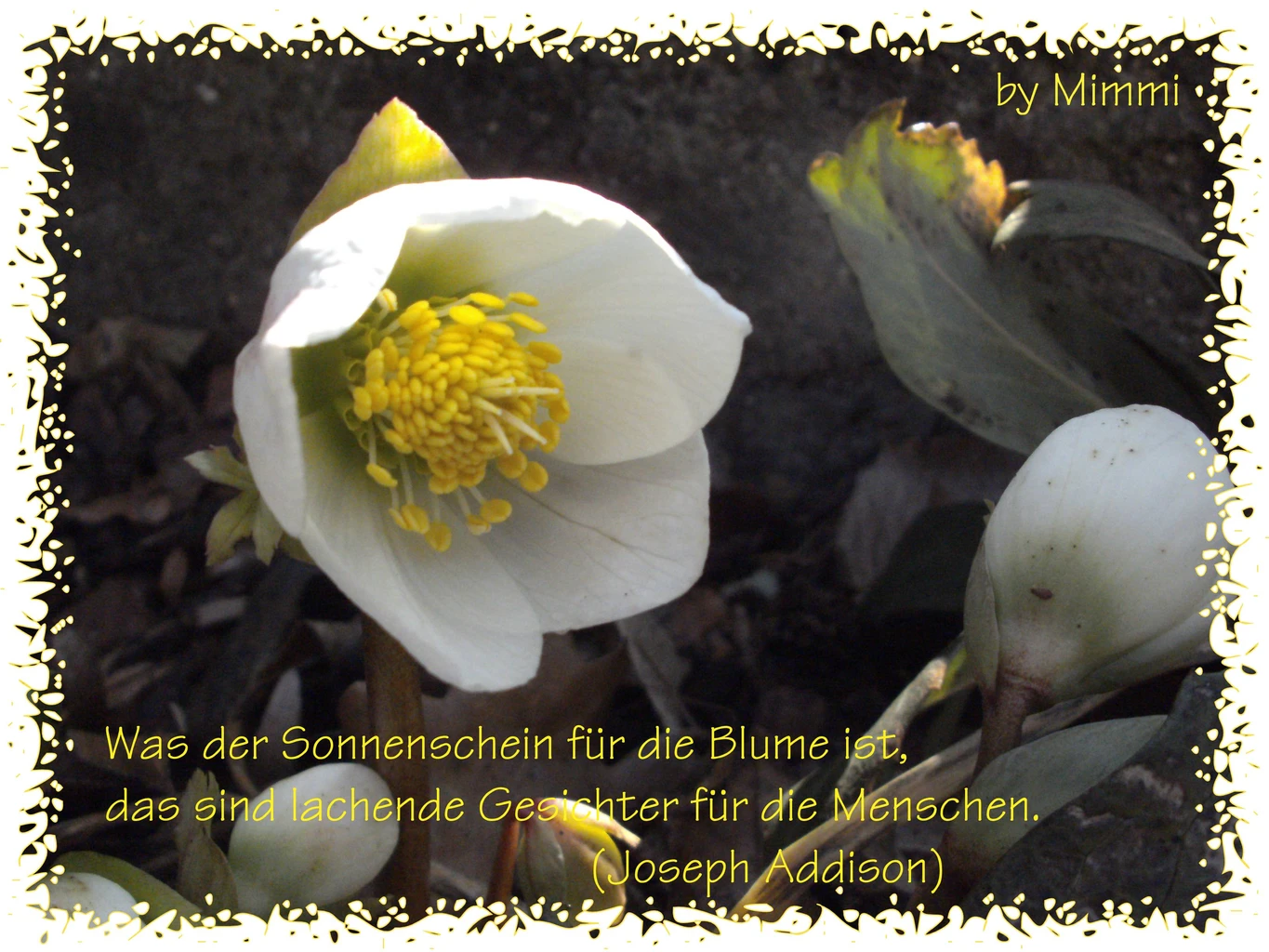 Get Zitat rose For Android Free Zitat Rose