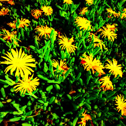 photography hdr garden flower